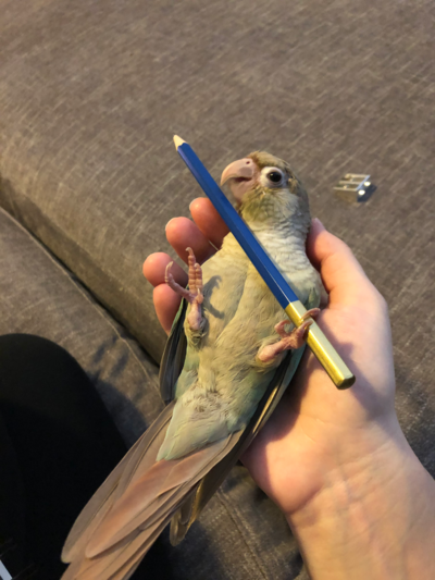 Cinnamon Turquoise Green Cheeked Conure named Isabela