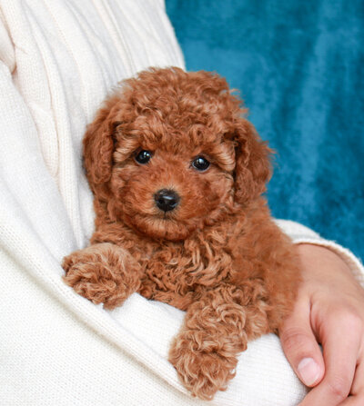 Maltipoo Puppy with a Pumpkin