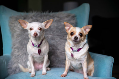 penny and Lily the ladies ashleyrophotography Feb 2019-11