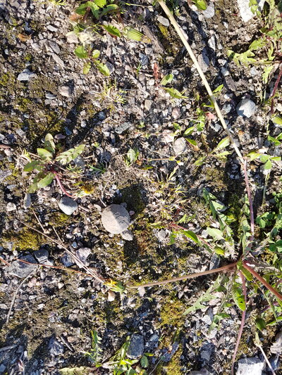 baby turtle on the ground learning to walk