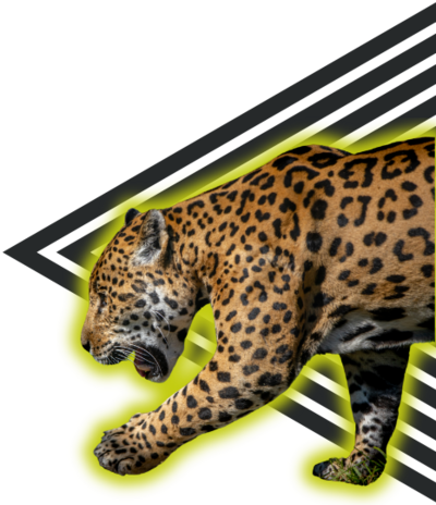 jaguar walking in front of a black triangle