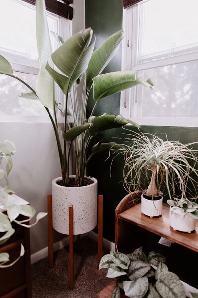 plants in corner