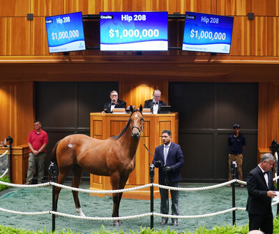 A Thoroughbred yearling in the sales ring.