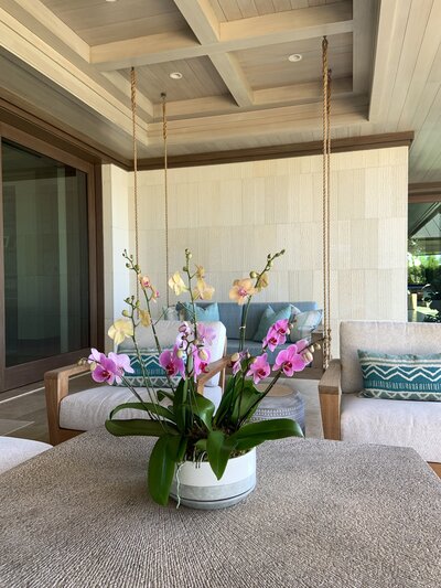 Orchid Arrangement Gift
