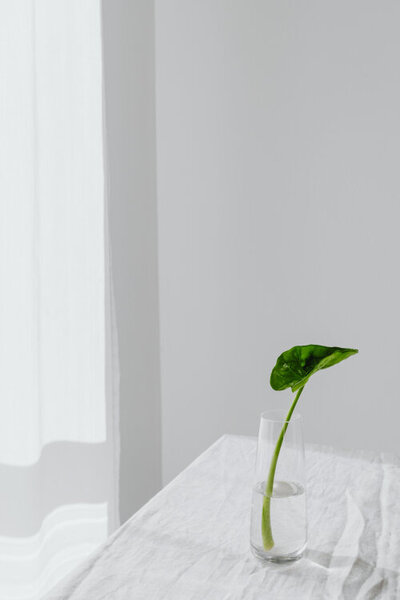 zelený list ve sklenici s vodou na stole