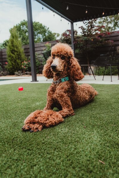 Our Dogs | AKC Health-Tested Standard Poodles