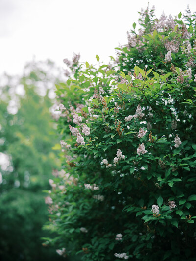 lilac bush 