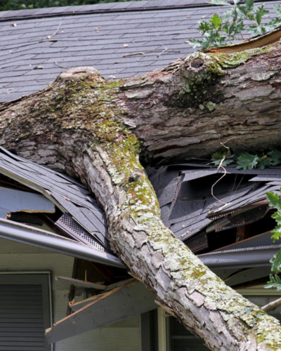 Roof damaged due to a tree that fell on it