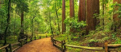 trail through the redwood forest