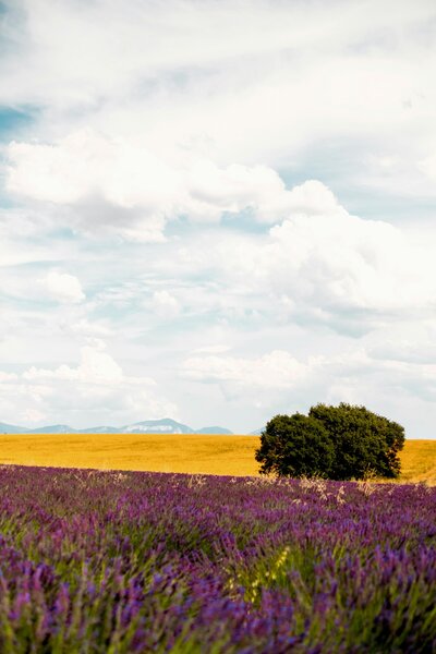 Flower Field and Wheat Field Under White Clouds in Valensole, Provence-Alpes-Côte d'Azur, Frankreich