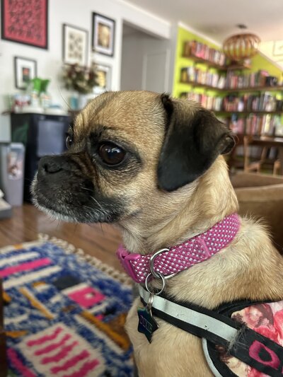 Dixie (1)