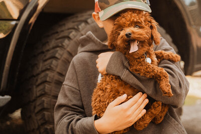 little boy holding dark red toy poodle