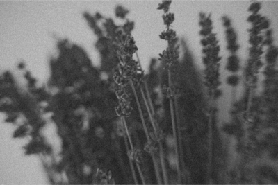 Fresh lavender placed intentionally on the altar, anchoring the energy of calm and clarity during the LIMINAL Directional Calling.