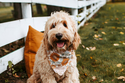 Cream Australian Labradoodle Phoebe