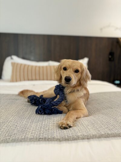 Mini Golden Relaxing at LRR in Santa Barbara. CA