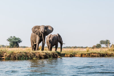 Travel Photography - Zambia - Elephants