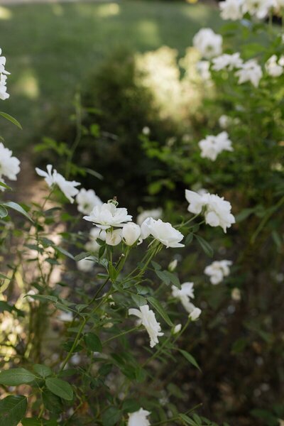 wild flower image by washington elopement photographer