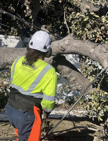 Emergency Tree Removal_Power Lines