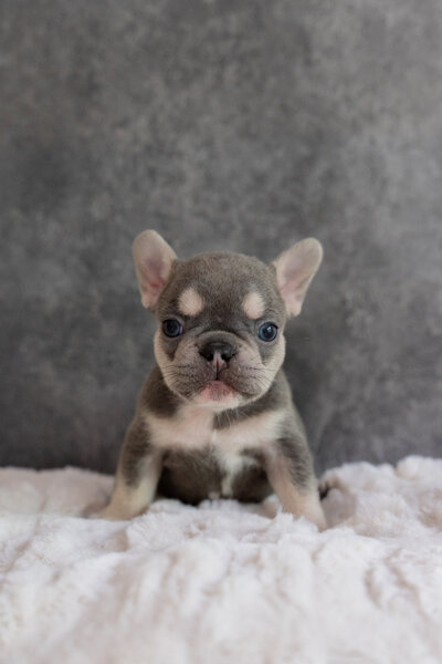 Blue Pied Available French Bulldog