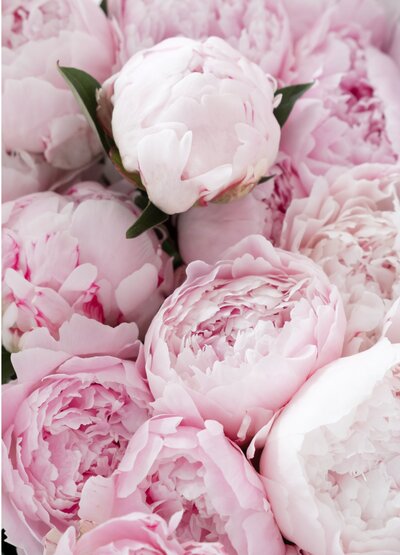 PEONIES