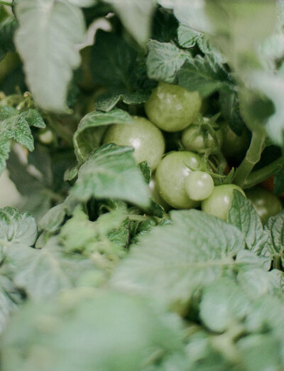 lush green baby tomatoes on tomato plant, conceptual film scent branding photo for Detroit Rose Smoked Tomato Candle