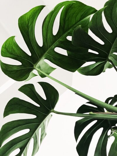 monstera plant close up