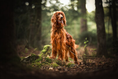Hond in het bos