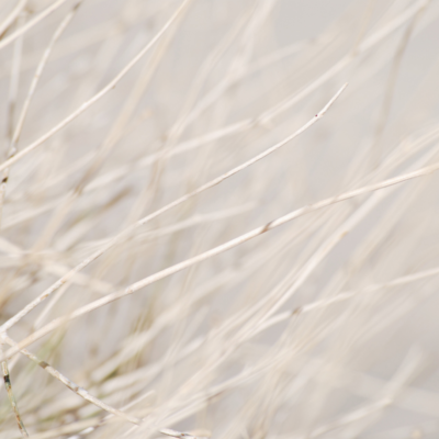 blurred image of dried grass blades