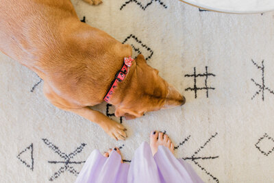 Pancake the dog, wearing a pink collar; peekaboo of a purple skirt and woman's painted toes; bohemian rug