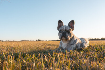 Blue Merle French Bulldog