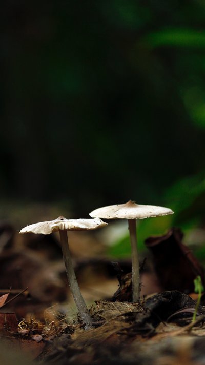 close-up-edible-agaric-fungus-growth-566880