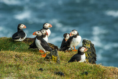 A group of Atlantic puffins with black and white feathers and orange beaks standing on a grassy cliff overlooking the ocean.