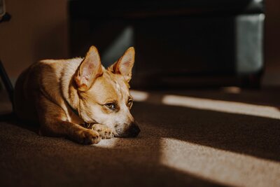 mercedes-mehling-9XflZ4fpa0w-unsplash