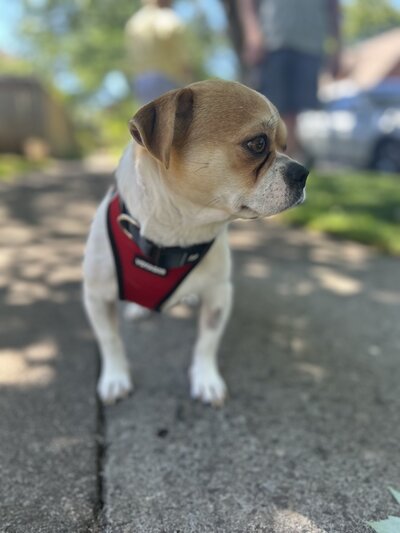 Smuggy2 (4)