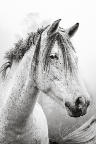 professional horse photography by sage willow
