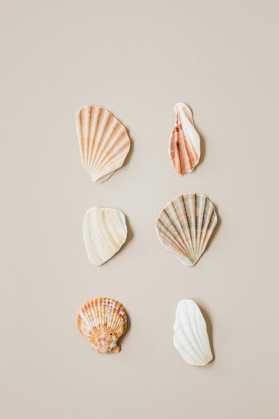 Seashells on modern beige background showcasing different shapes and sizes since no two businesses are alike