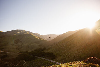 Rolling green hills bathed in golden sunlight with a bird soaring above a winding road below.