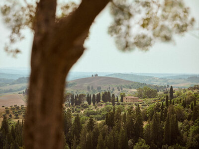 A scenic view of the Tuscan countryside, featuring rolling hills, cypress trees, and a rustic farmhouse. The landscape is framed by a large, blurred tree trunk on the left, under a soft, hazy sky.