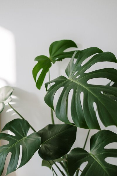 Green foliage texture