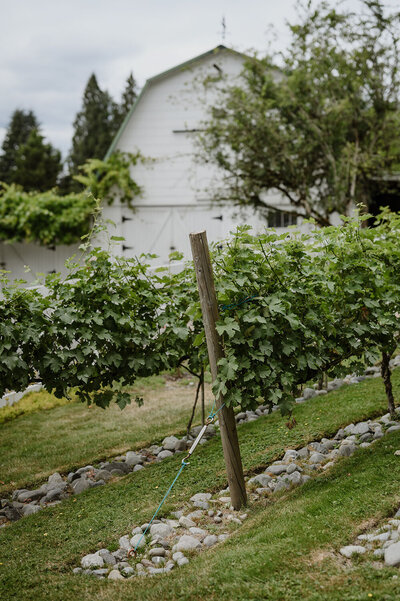 Vineyard rows with lush grapevines