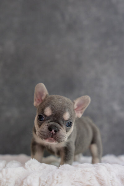 Available  Male Blue Pied French Bulldog