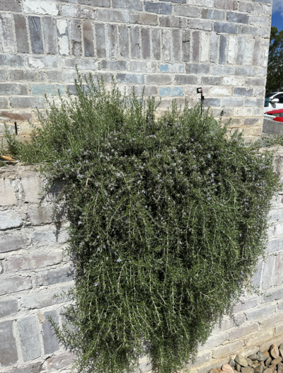 TRAILING ROSEMARY Rosemary officinalis prostrate