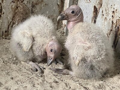 CA-Condor-Alliance-1)