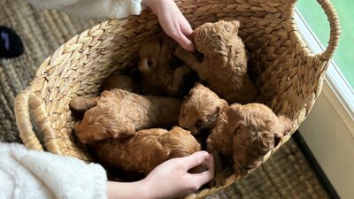 Basket of F1b Mini and Petite Goldendoodle puppies. 4 weeks old  