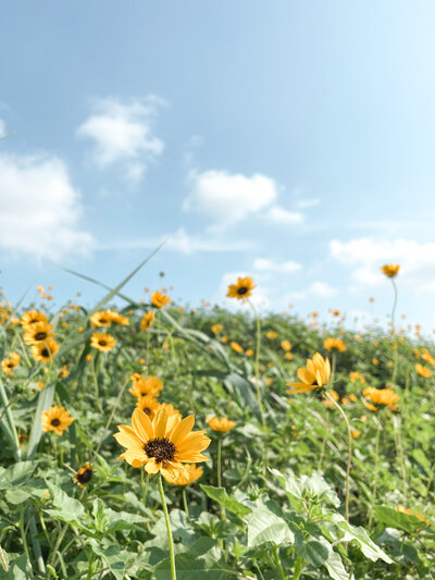 Field of green grass and yellow flowers with a blue sky in the background