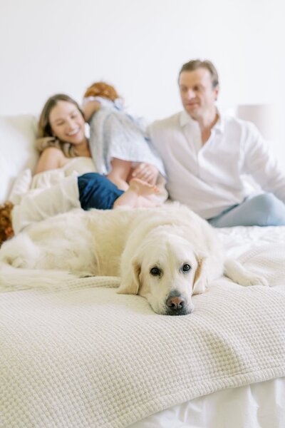 Newborn photoshoot with pet dog