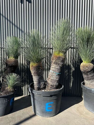 MULTI TRUNK BLUE GRASS TREE Xanthorrhoea Glauca