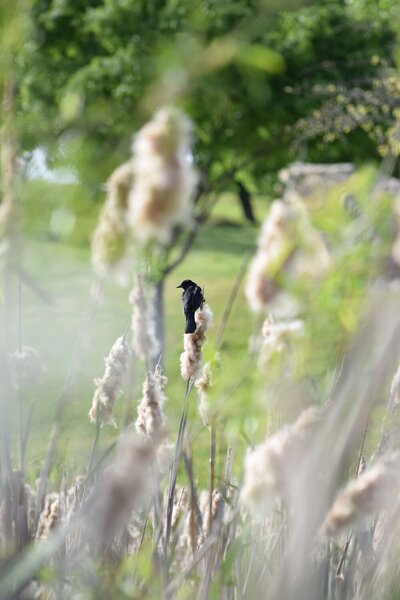 A red-winged blackbird perched on cattails.