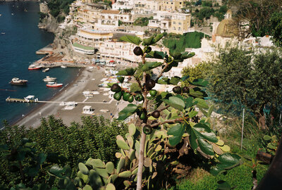 positano coast avocado tree on film.