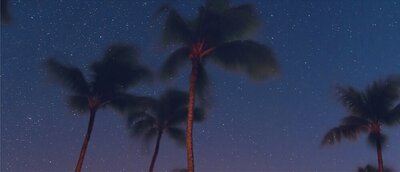 Palm trees on the beach against a dark blue starlit sky